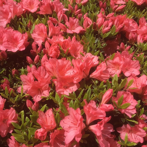 💖Meet your Posher, Eva Like my Closet to Follow! - Picture 7 of 16